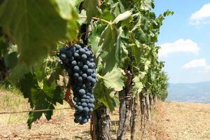 Grad, mraz i suša pogodili proizvodnju vina u Evropi