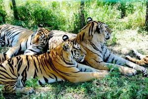 Bijeli tigrovi ubili čuvara u Indiji