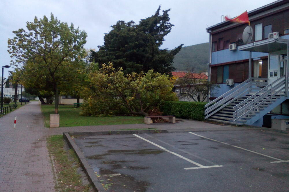 drvo, Budva, Foto: Čitalac "Vijesti"