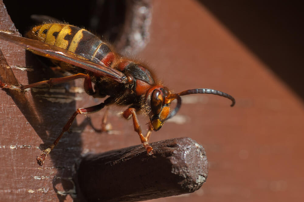 Stršljen, Foto: Shutterstock
