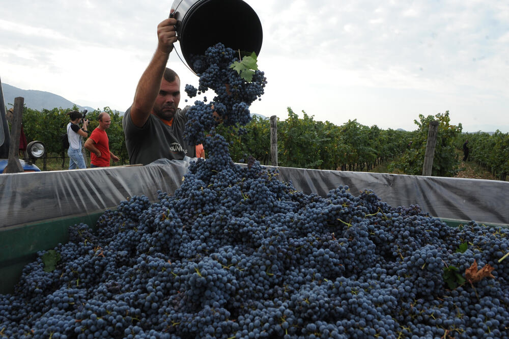 Berba Plantaže, Foto: Savo Prelević