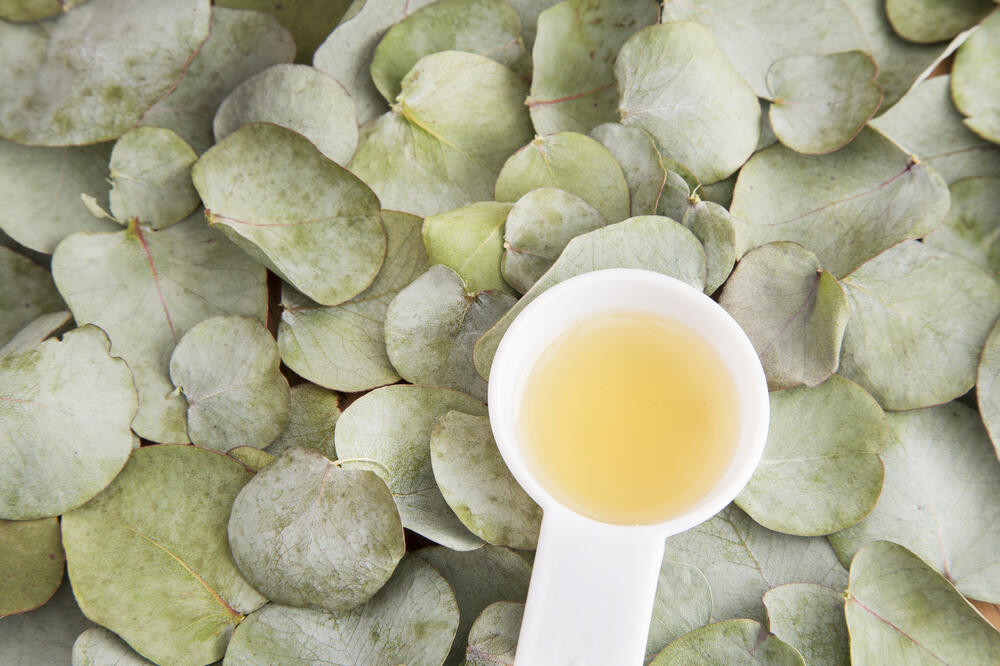 eukaliptus, Foto: Shutterstock