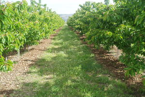 Novih 800 hiljada eura podrške za biljni sektor