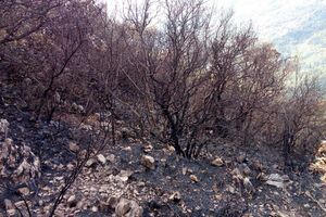 Herceg Novi: Bura rasplamsala požare, intervenisali avioni MUP-a
