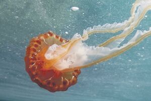 Boje jutra: Šta da radite ako vas opeče meduza?