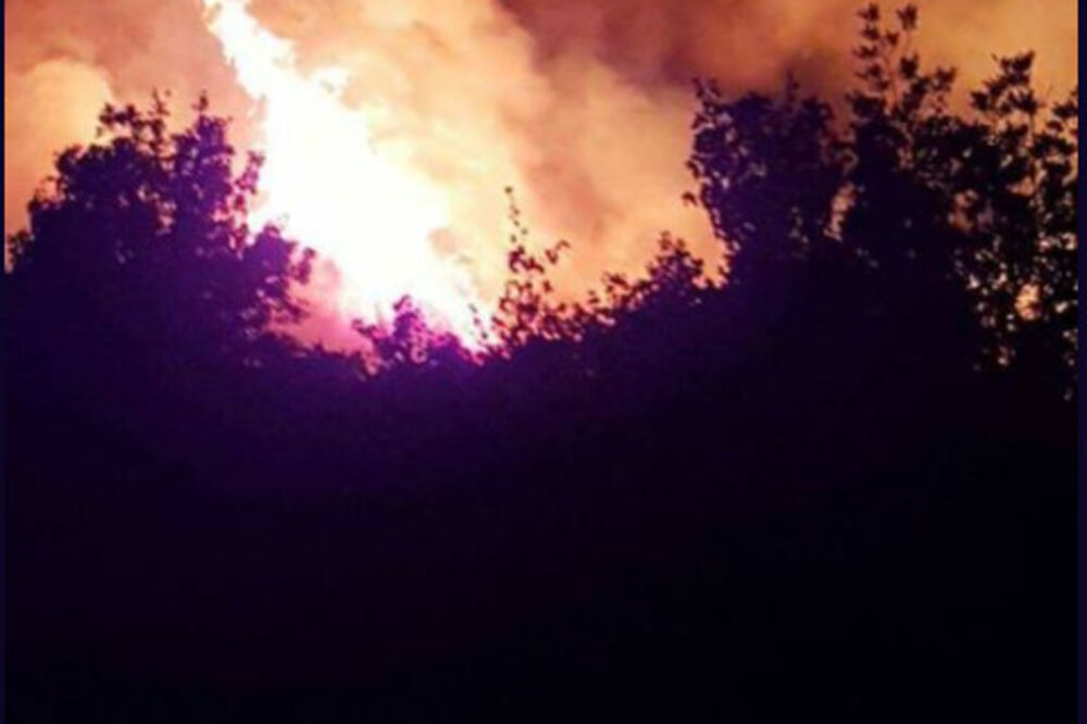 Dubac Dalmacija, Foto: Twitter