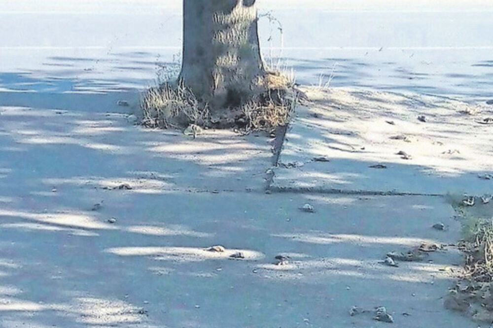 Uginuli vrapci, Foto: Facebook