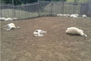 Bijelo Polje: Vukovi zaklali 13 ovaca i troje jagnjadi