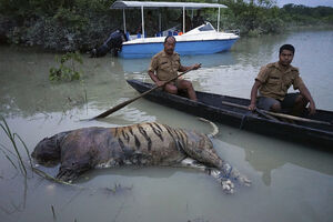 Poplavljen skoro čitav nacionalni park u Indiji: Stradali...