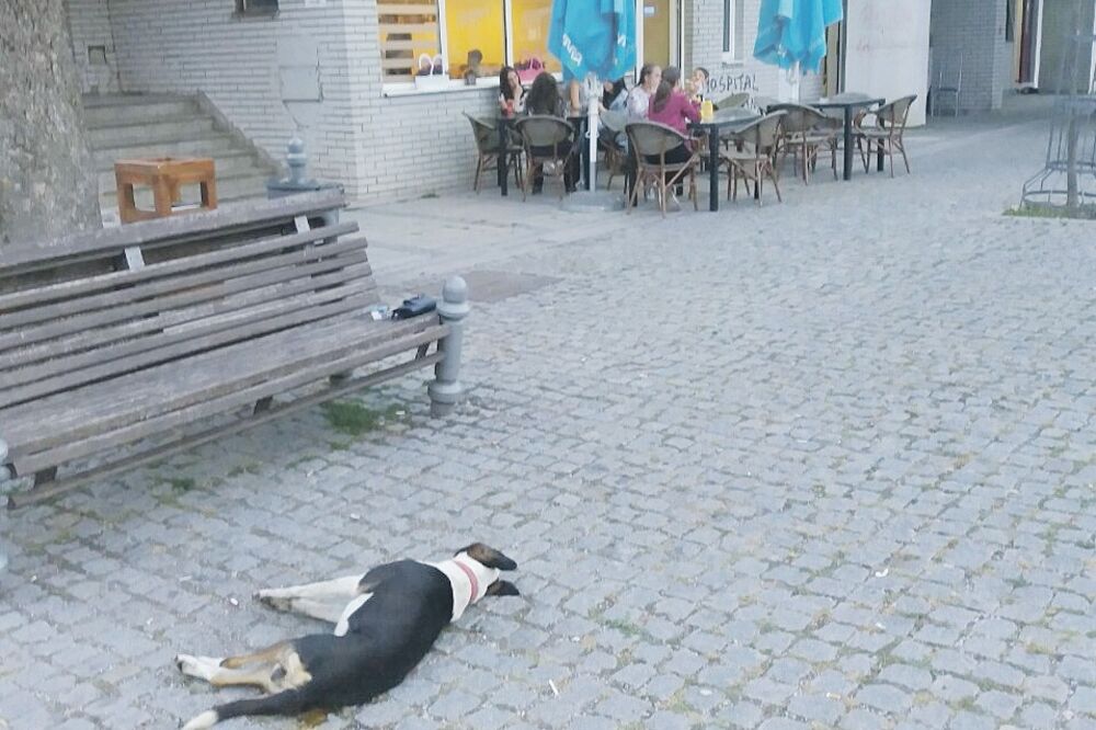 Trovanje pasa, Kolašin, Foto: Dragana Šćepanović