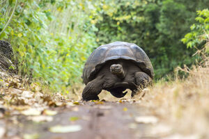 Dvije nedjelje tražili odbjeglu džinovsku kornjaču, našli je 140...