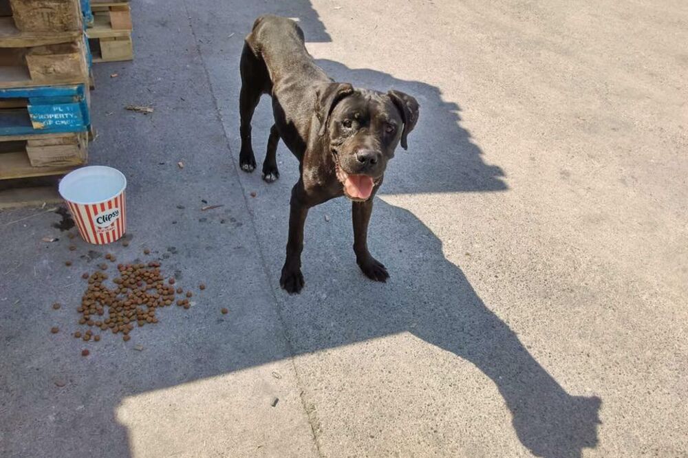 obješen pas, Mareza, Foto: NVO Prijatelji životinja Podgorica