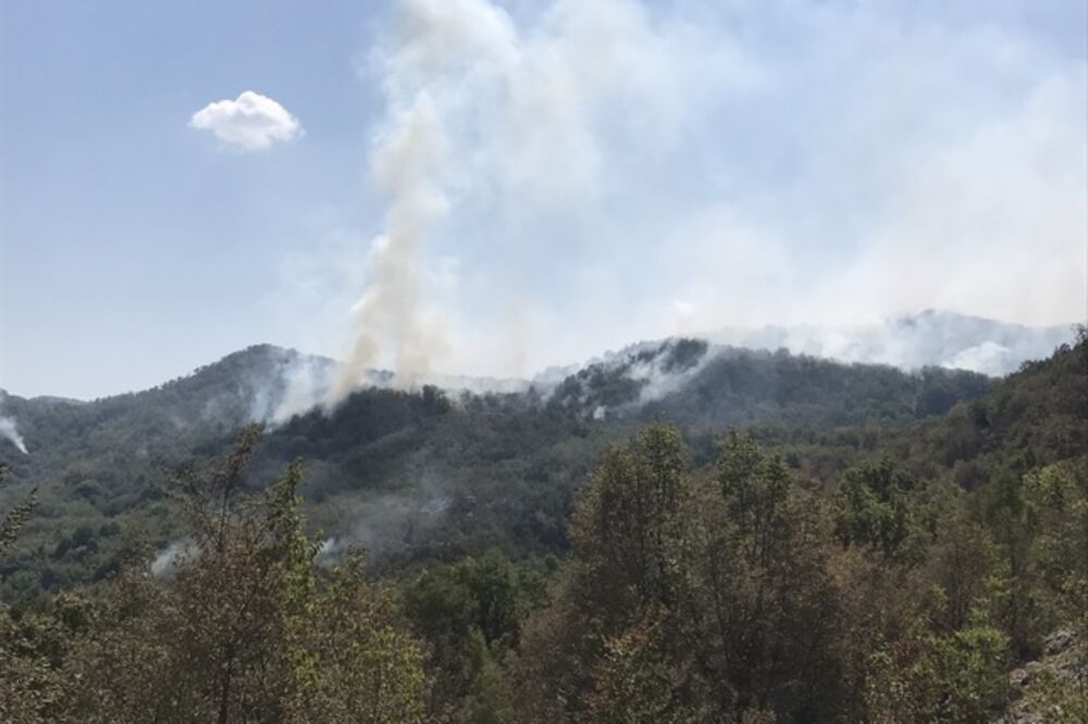 požar put Cetinje - Njeguši, Foto: Filip Roganović