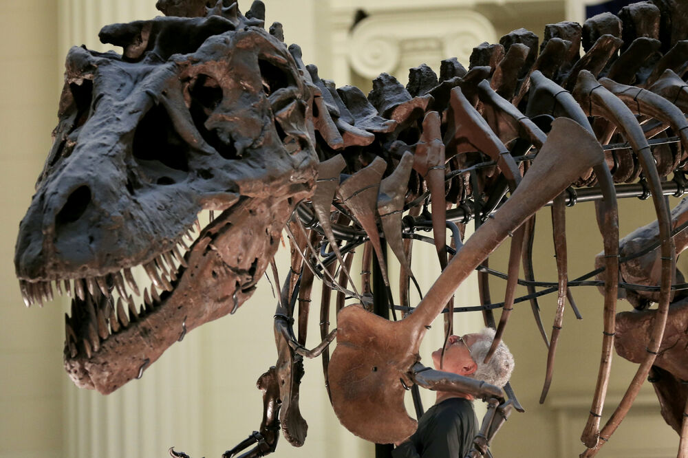 Tiranosaurus, Foto: Reuters