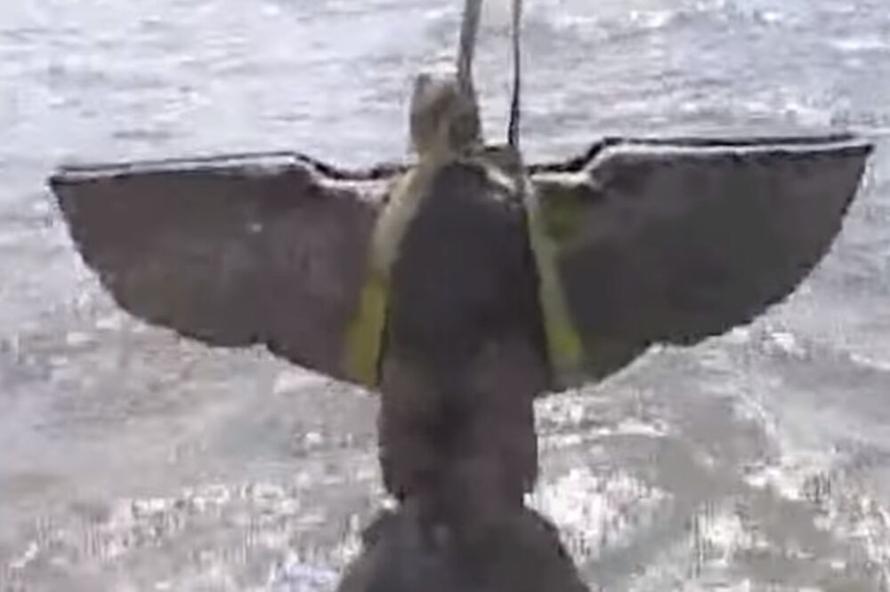 Urugvaj, nacistički orao, Foto: Screenshot (YouTube)