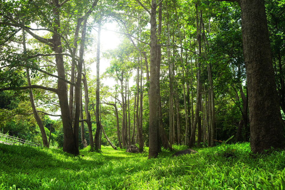 šuma, priroda, Foto: Shutterstock.com