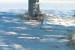 Uginulo 46 vrabaca i golub