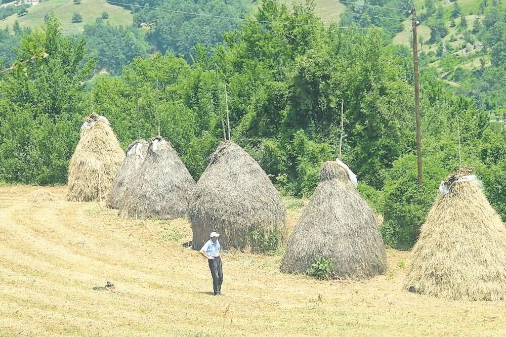 Andrijevica, sijeno, Foto: Tufik Softić