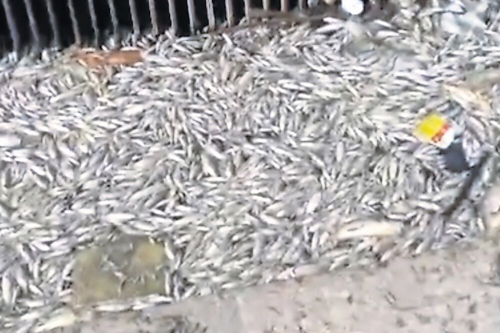 Pomor ribe, Foto: NK Društvo ekologa