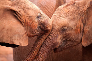 Danas svjetski dan slonova