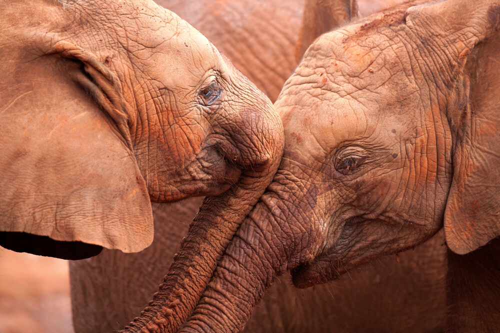 slonovi Kenija, Foto: Naturepl.com/Lisa Hoffner WWF