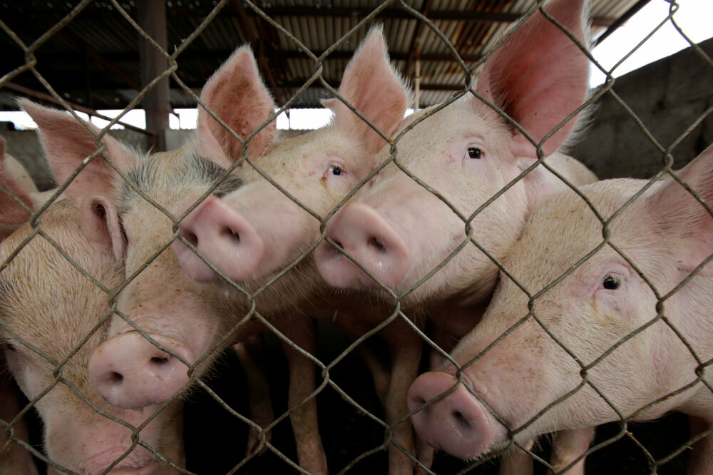 svinja, Foto: Reuters