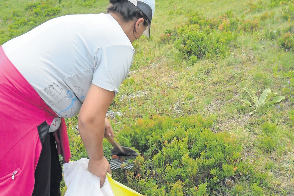 borovnice, Foto: Dragana Šćepanović