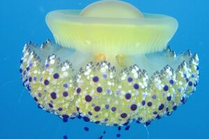 Povećan broj meduza u Bokokotorskom zalivu