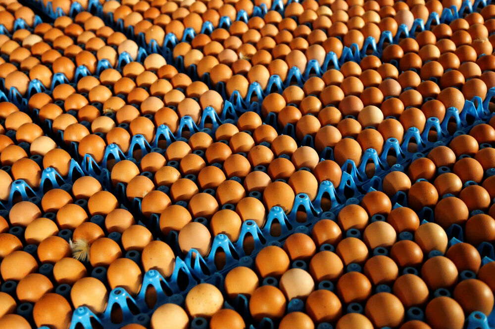 jaja, zagađena jaja, zaražena jaja, Foto: Reuters