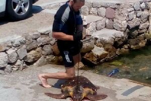 Marković faces up to five years for killing a sea turtle...