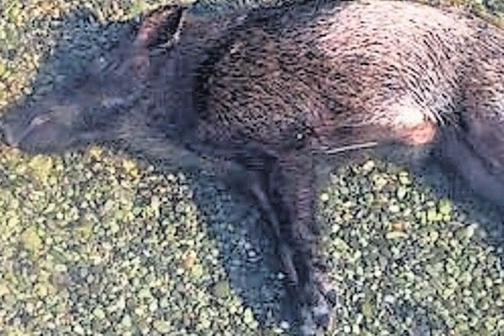 morsko prase, Bijela, Foto: Čitalac "Vijesti"