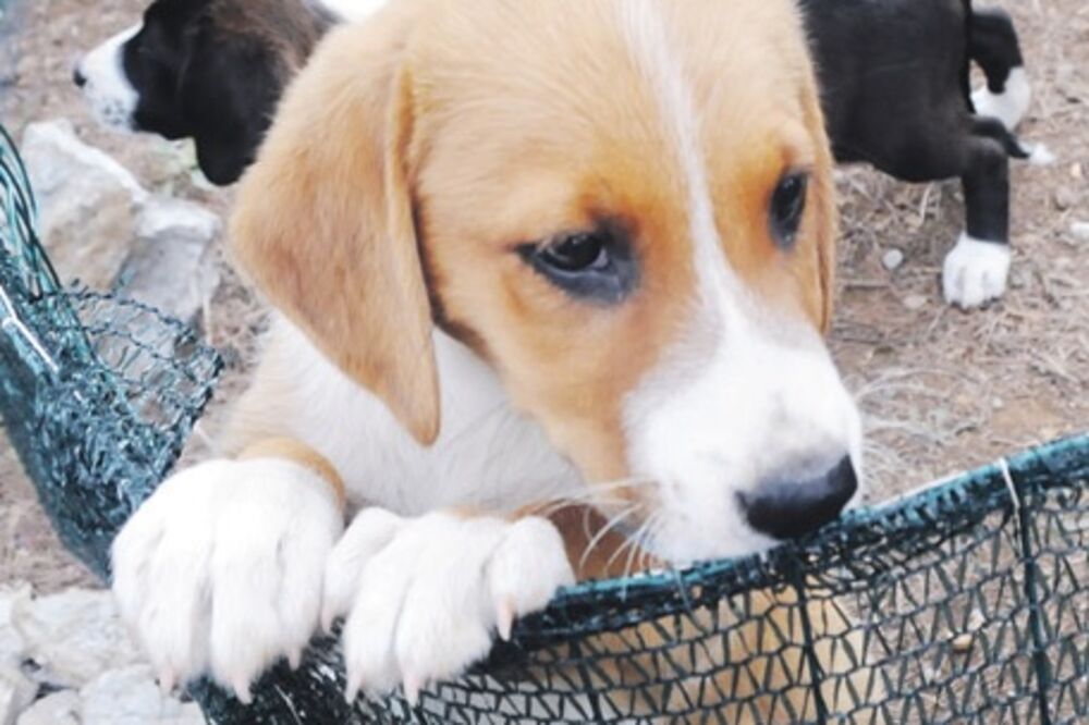 Psi, Foto: Boris Pejović