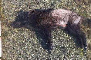 Bijela: Mladunče divlje svinje uginulo u moru