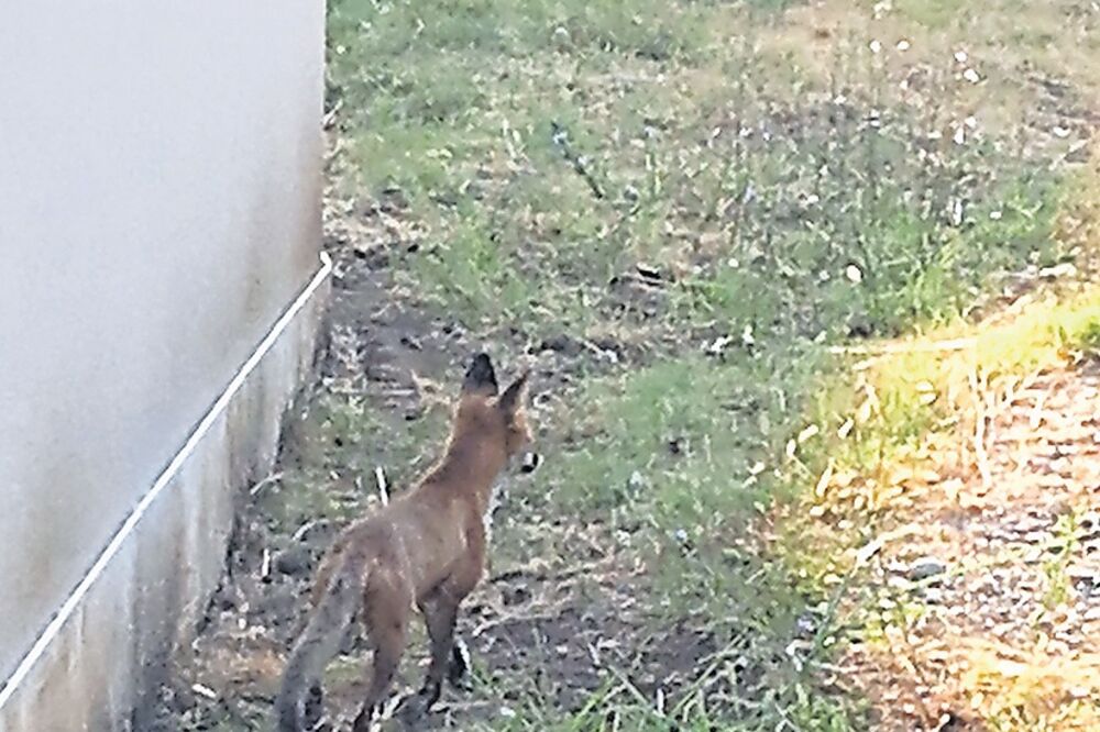 lisica, Gorica, Foto: Privatna arhiva