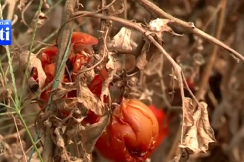 Osušeni paradajz, Foto: Screenshot (TV Vijesti)