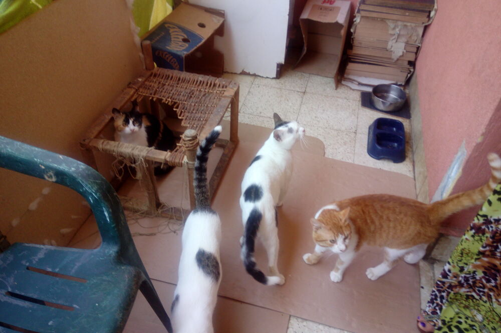 Mačke, Foto: Dragana Šćepanović