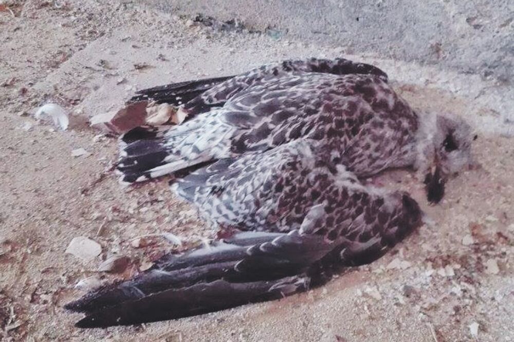 Galeb, Mamula, Foto: Bokobran