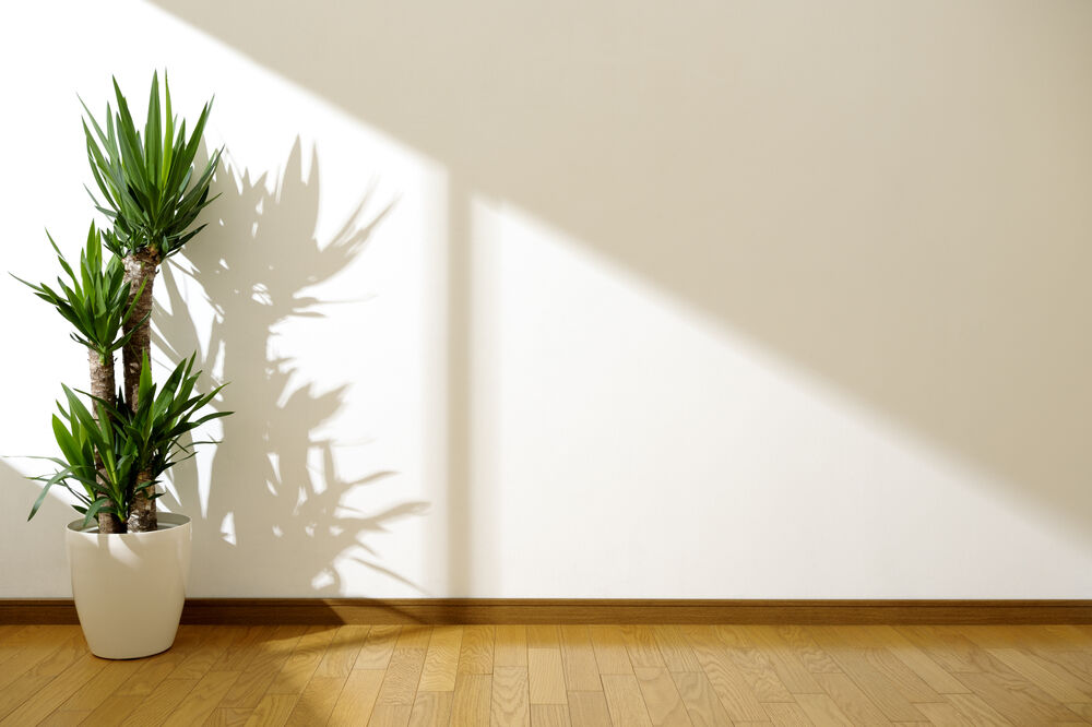 sobne biljke, Foto: Shutterstock