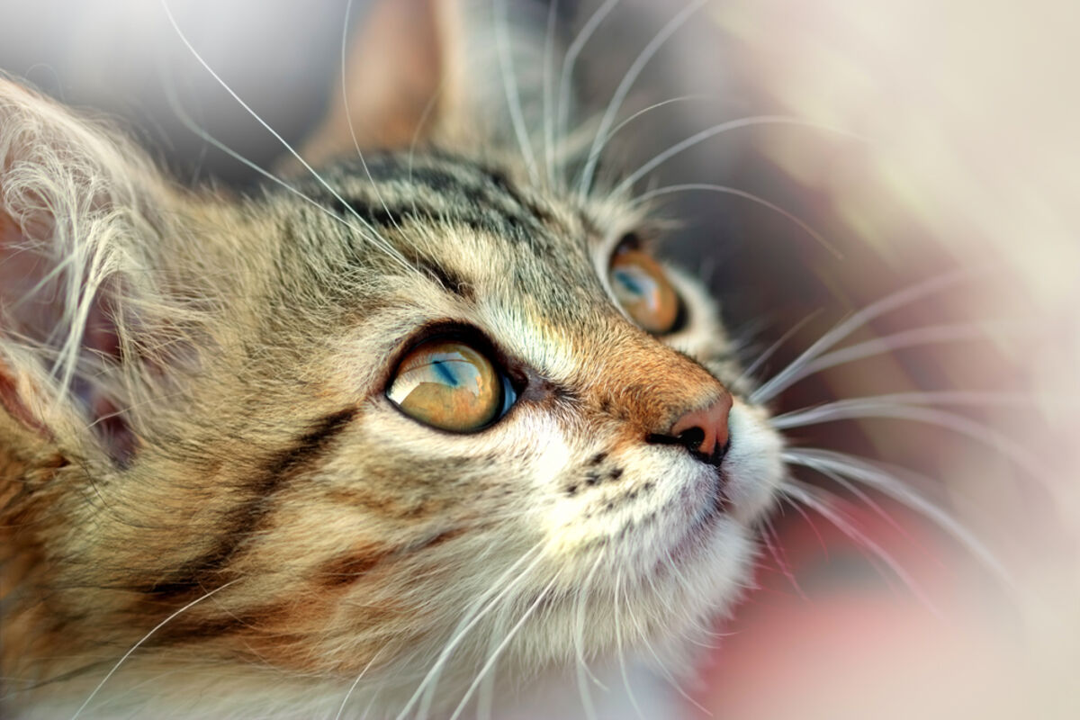 Why do cats have vertical pupils?