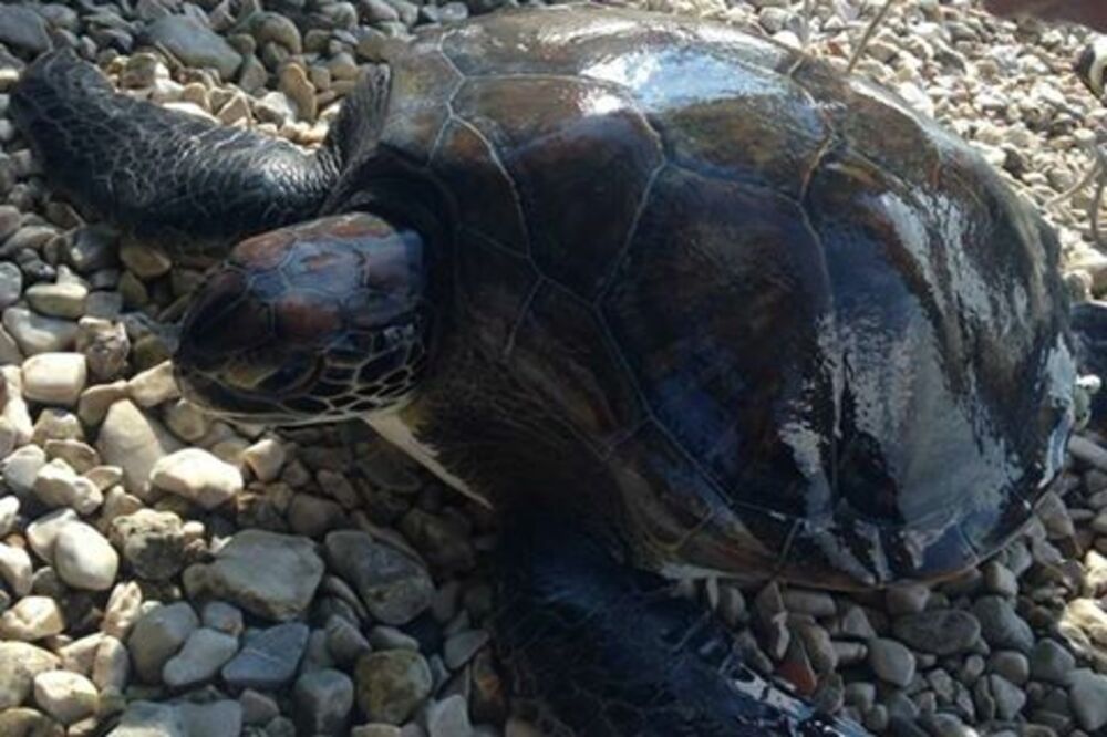 kornjača, Foto: Arhiva IBMK