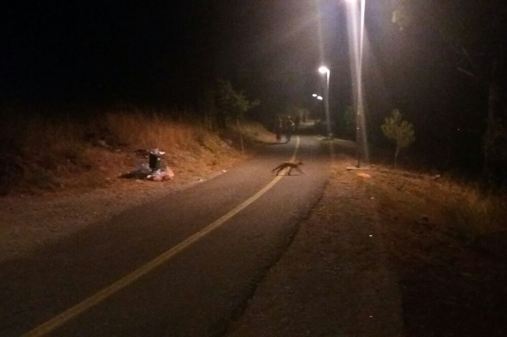 Lisica, Gorica, Foto: Feđa Žugić