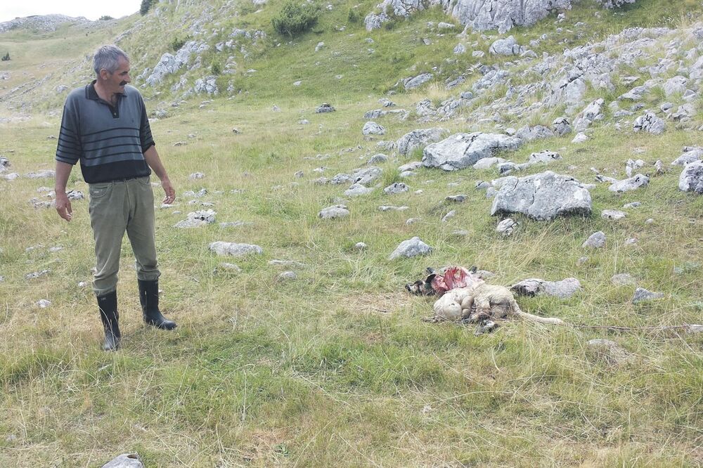 Veljko Stijepović, Foto: Obrad Pješivac