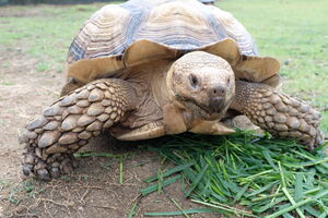 Afrička kornjača "pobjegla" od kuće