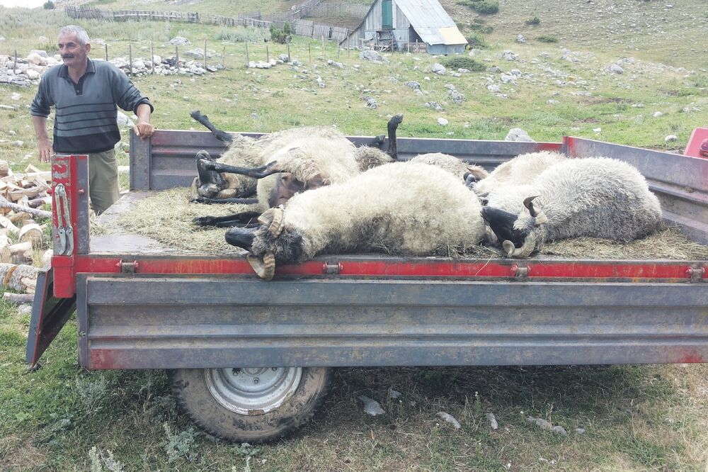 Veljko Stijepović, ovce, Foto: Obrad Pješivac