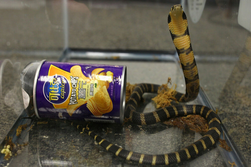 Šverc kobri, Foto: Reuters