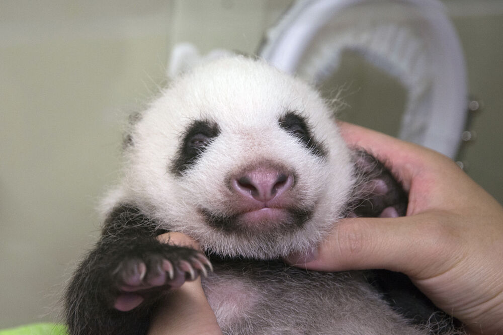 panda, Foto: Beta-AP