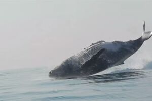 Rijedak snimak: Kada 36 tona težak kit cijelim površinom iskoči iz...