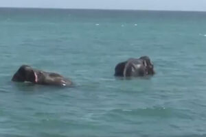 Dva slona spašena od davljenja na otvorenom moru