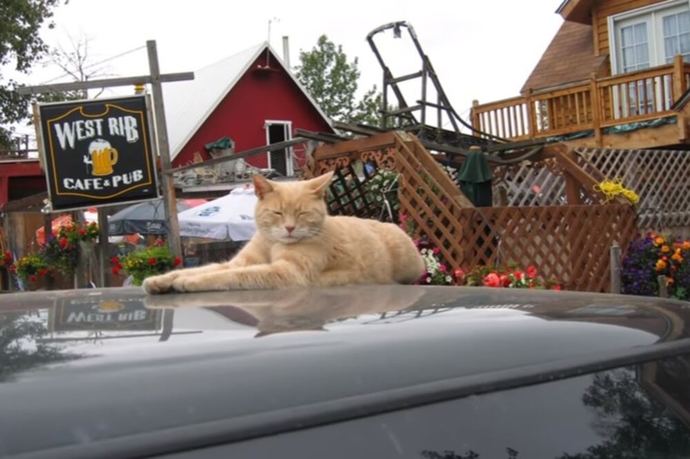 mačak Stabs, Foto: Screenshot (YouTube)