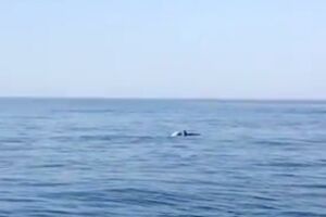 Delfini uljepšali turistima krstarenje crnogorskom obalom